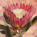 Protea oil painting original framed 5x5 inch